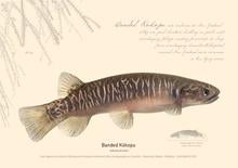 Native & Endemic Freshwater Fish of Aotearoa 2022 Wall Calendar