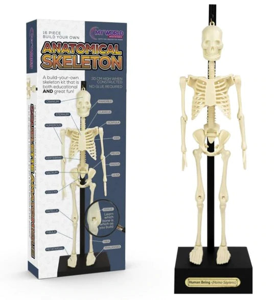 My World Anatomical Skeleton